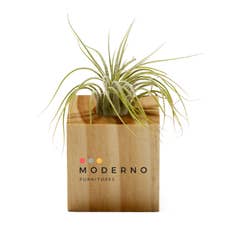 Air Plant in Woodgrain Planter