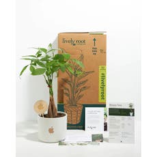 Lively Root Money Tree Plant Kit - Small