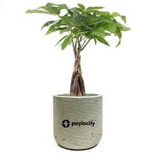 Large Money Tree Potted Plant