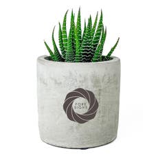 Mini Zebra Succulent Potted Plant